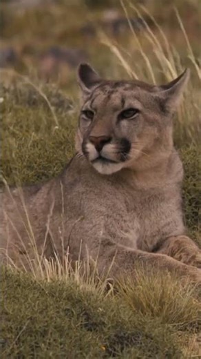 Elusive, powerful, and essential the puma is one of Patagonia’s greatest guardians.