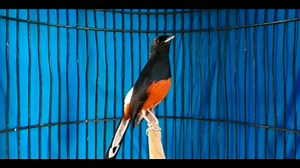 242K views · 2.4K reactions | Kicau Syahdu Murai Batu ☕ | Kicau Indonesia | Facebook