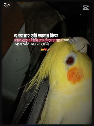 আল্লাহ ভরসা 🤲🤲❤️ #birds #blackfacebudgie #kokatel #parrot #bard #love #viral #cockatiel #lovebirds