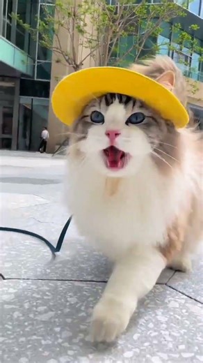 Cute Cat Wearing Yellow Hat 😻 | Funny & Adorable Cat Moments #Shorts#cat #viral #cute #beautiful