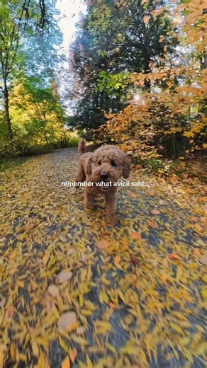 28 reactions · 23 comments | some dogs chase sticks, i’m just chasing moments i’ll remember forever  grateful for every walk, swim, and sunset i get to share ☀️ what’s one thing your dog would put on their “life well lived” list? ✨ #DogLifestyle #Goldendoodle #AdventureDog #DogsofInstagram #PNWDogs #DogAdventures #WeekendVibes #SunsetWalks #DoodleLove #LifeWithDogs | BerningMan | Facebook