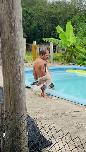 Enjoying Poolside Fun with a Friendly Goose