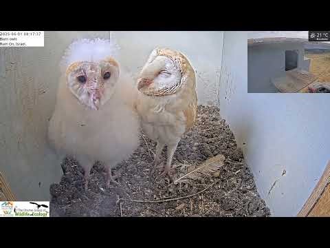 Barn Owl nestling is so cute