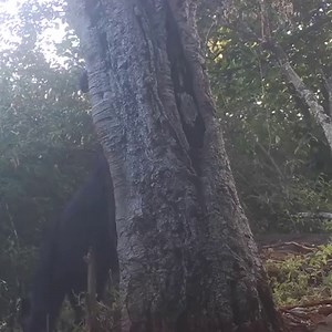 More spots appeared on our trail cameras in Kenya, but you need to look closely or you might miss them. The research team has identified 5 black leopards living in the study area so far as they continue to learn more about this unique trait in the population. | San Diego Zoo