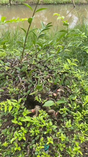 Mai chiếu thủy lùn lực đang dần hoàn thiện .☎️0975282803 | Bonsai Hoàng Tấn