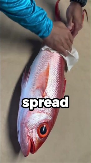 The Strangest Way to Record a Catch!