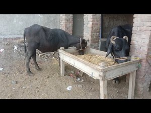Dehati Log is live Beautiful Buffalo And Buffalo | Baby Eating Green Grass Animal Video🐂🐂🐂🌿🌿🌿