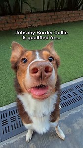 Like many Border Collies, Bindi lives a double life… Part-time cleaning guy. Full-time City Sheepdog. That’s exactly what our herding games are for. And why we teach herding instinct fulfillment without livestock ❤️ want to get your Border Collie qualified on the career path of being a fulfilled City Sheepdog? ⬇️ 🔗 Link in bio to learn about our herding game courses 🐑⚽ #herdinggames | BorderCollies With Yen