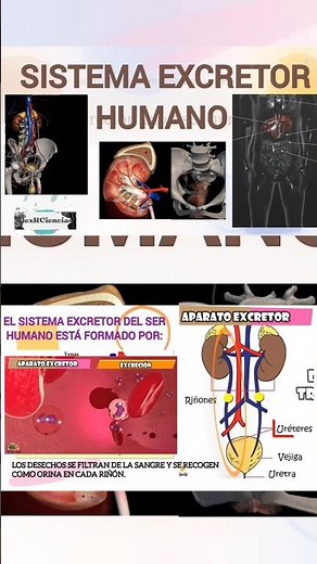 El sistema excretor del ser humano