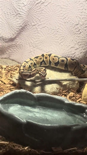 #pet #snake #python