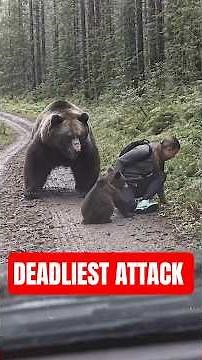 Ranking Bears From Least To Most Deadly ⚠️ #bears #danger #wildlife