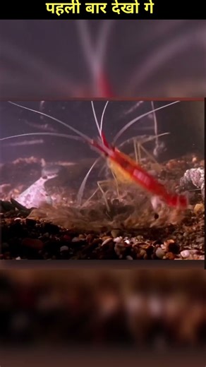 This Sea Creature Can Kill Anyone With a Snap of its Fingers. #trending #shortvideo#shorts