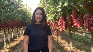 18K views · 157 reactions | Want to see what a red table grape vineyard in California looks like just before harvest? Watch this quick video as Alyson shares the beauty of a fall table grape vineyard. | Grapes From California | Facebook
