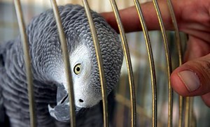 Why Do Parrots Imitate Humans?