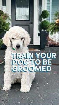 How To Train Your Dog To Be Groomed #dogshow #grooming #dogcoach