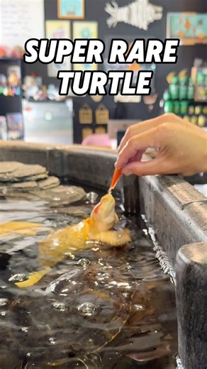 🐢 Did You Know? Albino red-eared sliders aren’t just beautiful — they’re rare! These golden turtles lack melanin, giving them pink eyes and a yellow shell, but also making them sensitive to sunlight.They’re pricey because both parents must carry the albino gene, and only a small percentage of hatchlings are true albinos. Add in their delicate care needs and limited breeders, and you’ve got one of the most unique turtles in the reptile world!✨ A living gem in the water. New store hours ❤️ Wednes