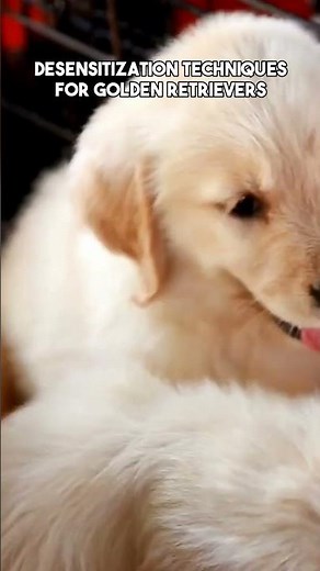 Desensitizing Your Dog to Loud Noises: A Step-by-Step Guide