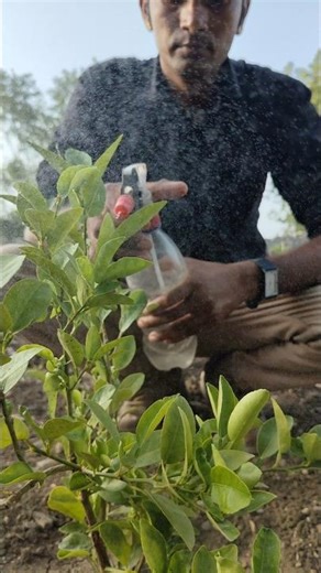 I am spraying insecticide on lemon tree #nature #farming #lemonplant #shorts