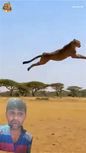 Camel vs Chitta!camel kicks the cheetah#safari #camel #trend