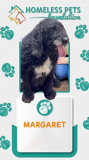 Meet Margaret, a gentle 5-year-old Labradoodle with the sweetest soul you’ll ever meet 🐶💖 Rescued from Cobb County, this chill and loving girl ended up back in our care only because her previous family welcomed a new baby — she did absolutely nothing wrong. Margaret is calm, affectionate, and ready to bring her soft, steady love into a forever home in Marietta, GA. If you’re looking for an easygoing companion who just wants to be loved, Margaret might be the perfect match 🥹✨ Visit us to meet
