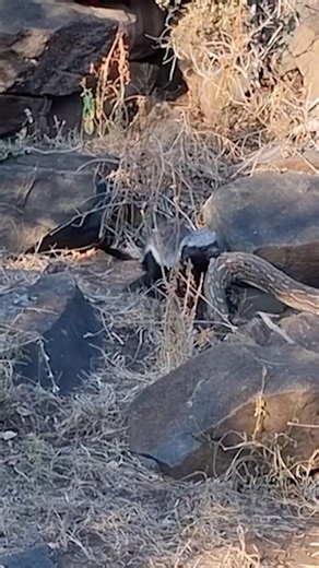 Honey Badger vs Snake | Animal Fight