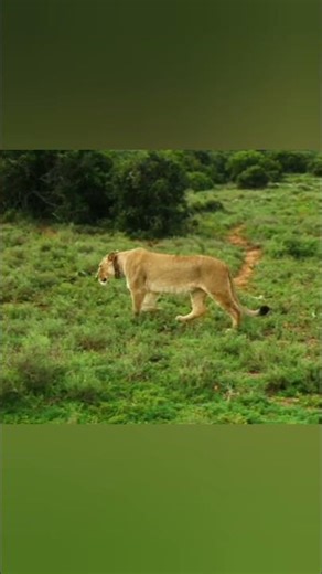 LION SAFARI CLIPS IN AFRICAN SAWANAH !