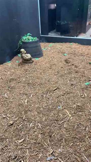 King cobra chases food!