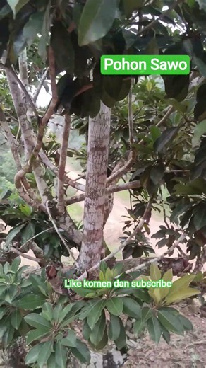 Pohon Sawo | Manilkara zapota