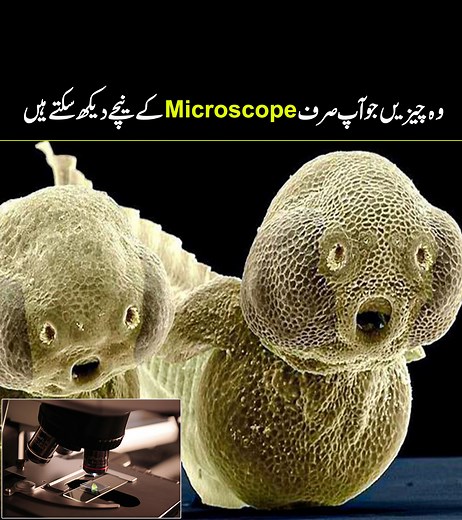 Amazing Things Seen Under a Microscope #urducover #microscope | Urdu Cover