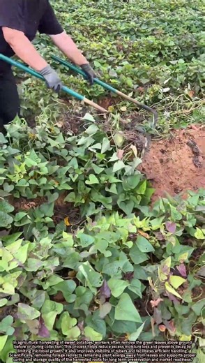 Sweet Potato Harvesting: Removing Green Leaves to Improve Storage and Yield