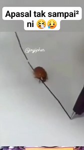 632K views · 10K reactions | Jauh perjalanan kau bang selagi kertas tu tak habis diconteng 若 . . #insects #kumbang #reelsvideoシ #viralreelschallenge #funnyvideos #fypageシ | Joy Daily | Facebook