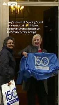 Larry the cat celebrates 15 years at Downing Street