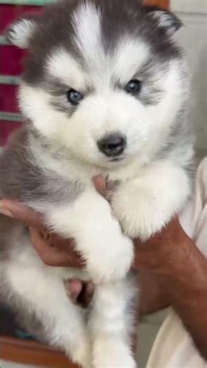 Siberian Husky male and female puppies available Blue eeys #puppy #gsds #dog #siberianhusky