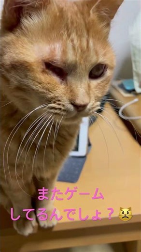 #computer #ipadpro #kraftwerk #cat #shear #song #shorts #ねこ #かわいい猫 #猫のいる暮らし #チャンネル登録お願いします #保護猫 #癒し