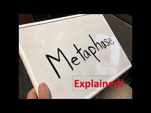 Metaphase explained!