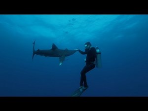 Requin en Egypte, victime ou coupable?