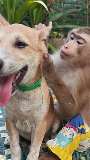 monkey and dog have fun all day #monkey #animals #viralvideo#funny