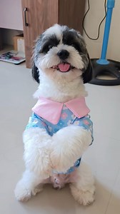 8.7K views · 402 reactions | Alam mo ba ang sikreto ni Pango kung bakit siya feeling cared and clean? 狼 It’s all thanks to the upgraded 2.0 Garfeel Daddy Care Glovenow infused with Aloe & Jojoba oil for that real clean + care in one step!  ✨ It’s not just clean, it’s cared for!  Link in bio! #Garfeeldaddy #Garfeeldaddy2.0Glove #petcare #petlovers #PetGloveswipes | Czarina Ann Bulado | Facebook