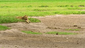 Wide Shot Male Lion Sitting Peacefully Stock Footage Video (100% Royalty-free) 3434276887 | Shutterstock