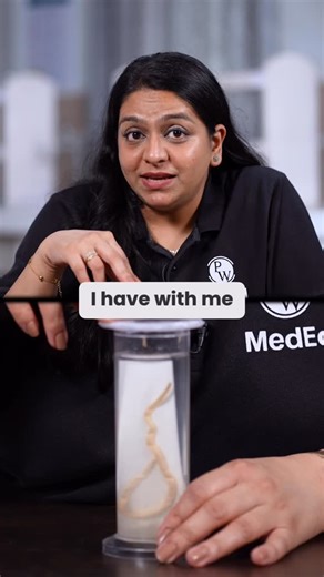 Dr. Anusha Rathi | Microbiology on Instagram: "Ascaris: The Giant Roundworm 🪱 Large size, separate sexes, and a classic Feco-oral transmission. Remember: this is a major Soil-Transmitted Helminth (STH) that can cause Löffler’s syndrome (due to larval migration). What is the classic drug used to treat Ascaris infection? Drop your answer! ⬇️ . . . . . . . . #ascaris #ascarislumbricoides #roundworm #parasitology #helminth #tropicalmedicine #medicaleducation #microbiology #soiltransmittedhelminth #