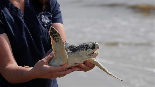 Which Georgia island did Southern Living call 'wonderful and uniquely majestic?'