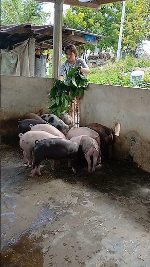 Pig Farming for Beginners – Full Guide #PigFarm #FarmingTips #Livestock