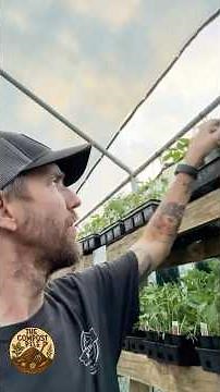 Growing Tomatoes in Small Spaces | Best Bush Varieties for Containers (Zone 9a Tips)