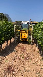 A technique called 'écimage' involves trimming vine shoot tips during the growing season using specialised vineyard machinery. This redirects the plant's energy from vertical growth to grape development, resulting in higher quality fruit. By controlling vegetative growth, this method optimises nutrient allocation for enhanced grape concentration and flavor profiles. 🎥@masbruguiere . . . . . #thewinecrate #vineyardlife #winemaking #viticulture #frenchvineyard #wineproduction #vineyardwork #grape