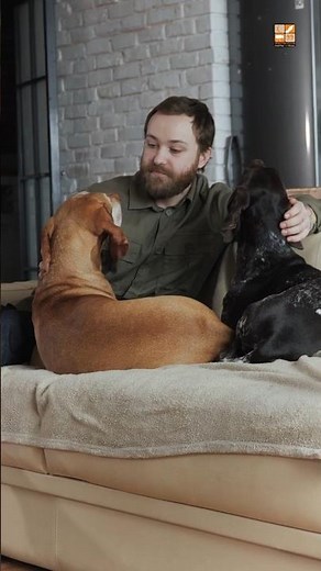 Hanging Pictures and Keeping a Dog | @MaulviWithAnAttitude