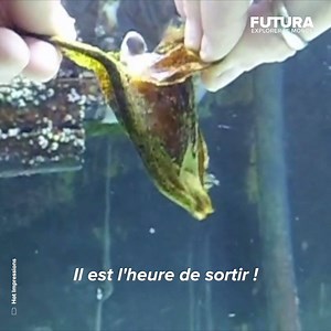 [🌎] Observez la naissance d'un bébé roussette ! La petite roussette est l’un des plus petits requins. Il vit dans l'océan Atlantique ainsi qu'en mer Méditerranée. Les requins ovipares pondent en dehors du corps de la femelle et ne fournissent aucun soin parental à la génération suivante... Un sac vitellin à l’intérieur de l’œuf va donc fournir à l’embryon tous les nutriments nécessaires ! Les œufs sont fixés aux invertébrés ou aux algues via de longs brins qui s’enroulent autour d’une « base » 