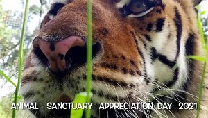 5.5K views · 956 reactions | ANIMAL SANCTUARY APPRECIATION DAY 2021...