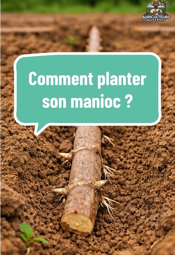 Comment bien planter son Manioc ? #astuce #plantation #manioc
