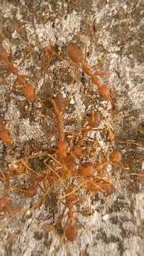 Incredible Teamwork on the Tree Bark 🐜