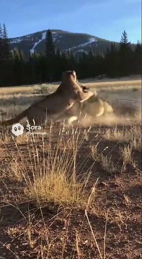 “Cougar vs Wolf Clash in the Wild — Real Territorial Showdown Caught on Camera!”